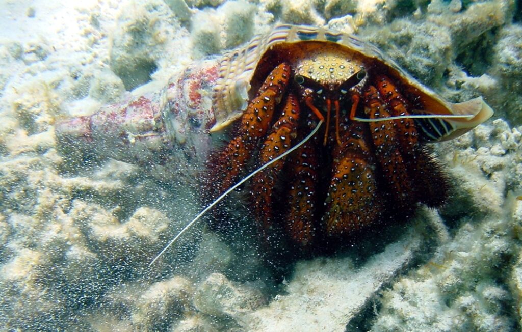 Dardanus megistos: un piccolo Matusalemme in conchiglia