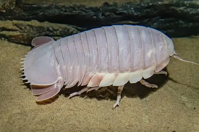 Gigantismo negli abissi marini