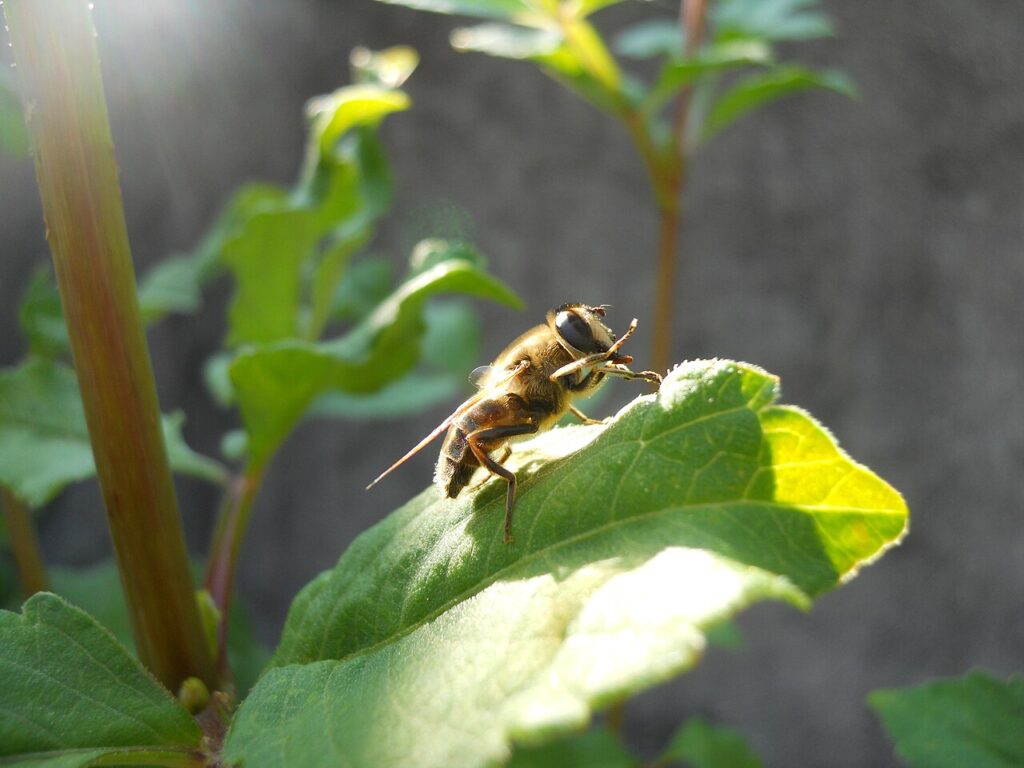 La Mosca Eristalis, un esperimento eccezionale