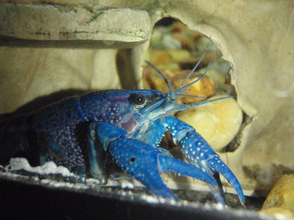 Il gambero che non fa prigionieri: Procambarus alleni